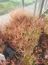 Drosera binata for sale  NORWICH