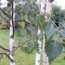 Betula verruquosa bouleau d'occasion  Pouzauges