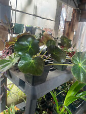 House plant beefsteak for sale  Crosby