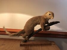 Taxidermy red squirrel for sale  PONTEFRACT