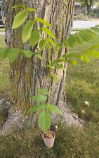 Black walnut tree for sale  Little Chute