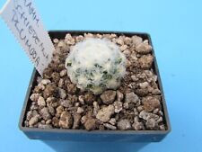 Mammillaria schiedeana plumosa for sale  Shipping to Ireland