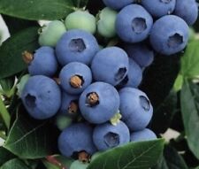 100 highbush blueberry for sale  Buffalo