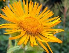 Inula helenium seeds for sale  CARNFORTH