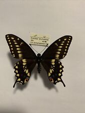 Papilio machaon papilio gebraucht kaufen  Marienmünster