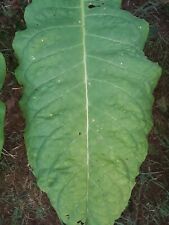 Banana leaf tobacco for sale  Fayetteville