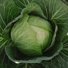 Cabbage hybrid seeds for sale  IPSWICH