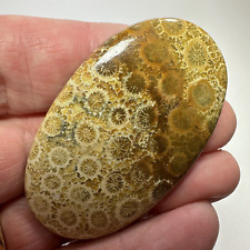 Fossil coral polished for sale  LONDON