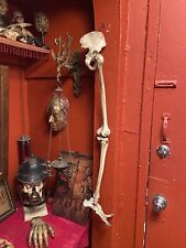 Antique vintage anatomical for sale  Shipping to Ireland