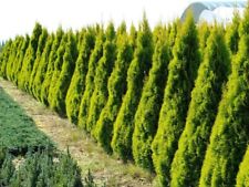10x large thuja for sale  COLCHESTER