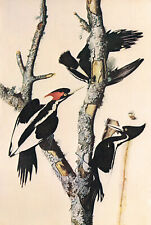 Ivory billed woodpecker for sale  DEREHAM