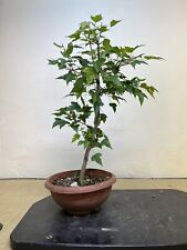 Prebonsai bonsai acero usato  Olgiate Olona