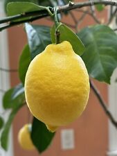 Six meyer lemon for sale  Philadelphia