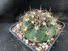 Lobivia ferox cactus usato  Massafra