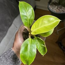 Philodendron moonlight golden for sale  Chicago