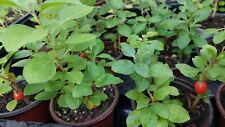 Goji berry plants for sale  Loxahatchee