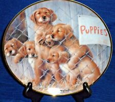 Golden retriever dogs for sale  Clayton