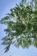 Used, Cycas Multipinnade, 4 Fresh Seeds  for sale  Shipping to South Africa