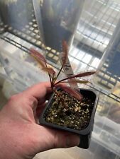 Drosera capensis wide for sale  KIDDERMINSTER