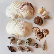 Vintage seashells shells for sale  CRANLEIGH