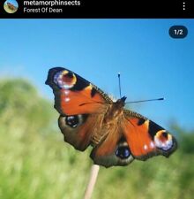 12x peacock butterfly for sale  LYDNEY
