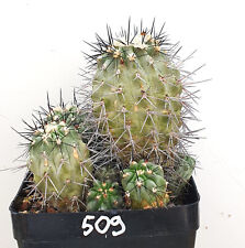 Copiapoa megarhiza gebraucht kaufen  Alzenau