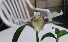 Dendrobium rhodostictum asien gebraucht kaufen  Rheinau