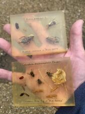 Vintage scientific insect for sale  DEVIZES