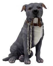 blue staffordshire bull terrier for sale  DONCASTER