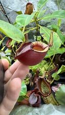 Nepenthes viking ampullary for sale  Shipping to Ireland