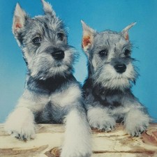 Venta de Cachorros Schnauzer Miniatura | 114 articulos de segunda mano