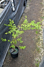 Acer palmatum asagi for sale  Newport