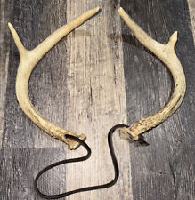 Authentic michigan whitetail for sale  Grand Haven