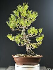 Japanese black pine for sale  Statesville