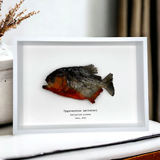 Real taxidermy framed for sale  EXMOUTH