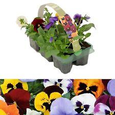 Pansies pack mixed for sale  GLASGOW