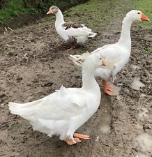 goose hatching eggs for sale  HULL