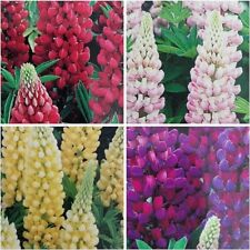 Lupins colourful plants for sale  NELSON
