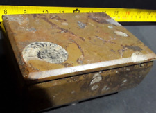 Ammonite fossil goniatite for sale  FOLKESTONE