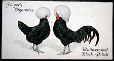 WHITE - CRESTED BLACK POLISH  Chickens  Vintage 1931  Illustrated Card  BD12MS for sale  Shipping to South Africa