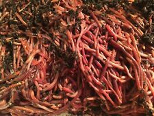 Composing worms pounds for sale  Shipping to Ireland
