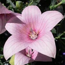 Flor de globo - Platycodon Grandiflorus - Rosa/Rosa - 25 Semillas - - BOGO 50% de descuento S segunda mano  Embacar hacia Argentina