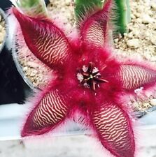 Stapelia grandiflora its usato  Tramonti