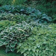 hosta for sale  Shipping to Ireland