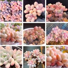 Mixed moonstones baby for sale  BEXHILL-ON-SEA