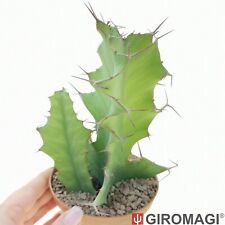 Euphorbia grandicornis potø10 usato  Cortona