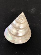 Large pearl trochus for sale  Hampden