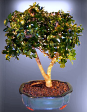 Flowering campeche bonsai for sale  Patchogue
