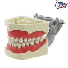 Tingiva suave dental Columbia Dentoform modelo 32 piezas dientes extraíbles segunda mano  Embacar hacia Argentina