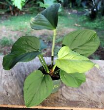Anthurium pulcachense plant for sale  Hollywood